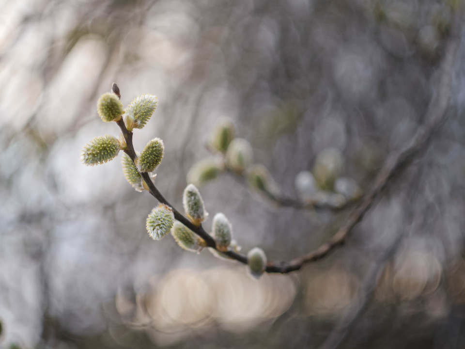 Goat willow