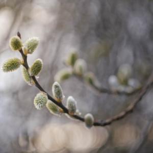 Goat willow
