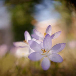 Looking for some spring