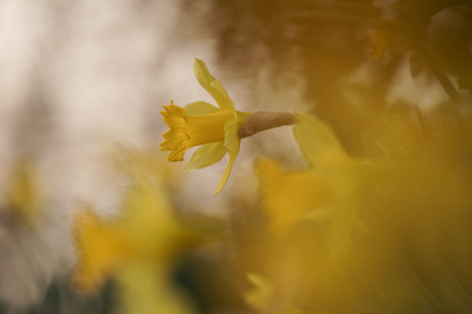Spring flowers