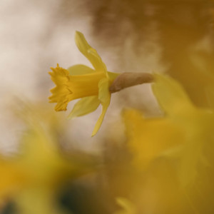 Spring flowers