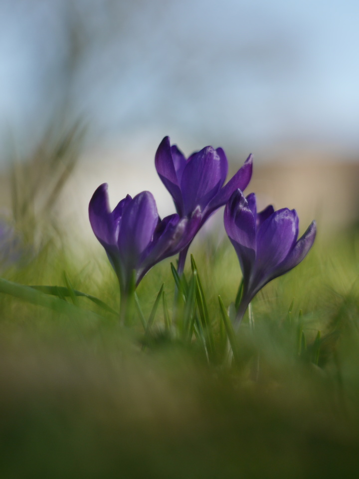 Spring