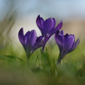 Spring