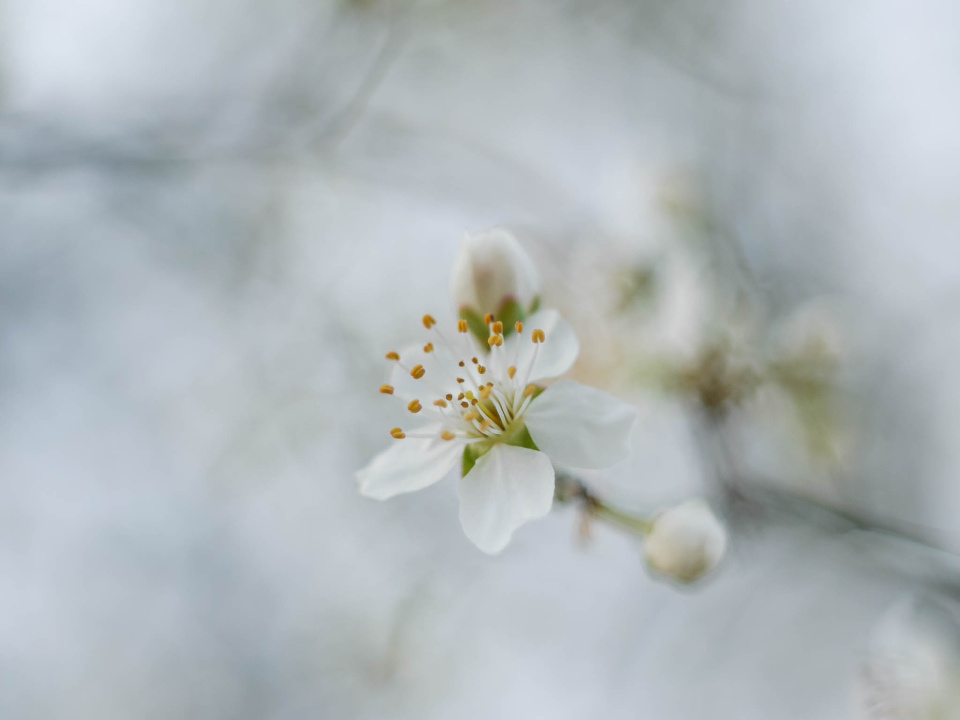 Spring blossom