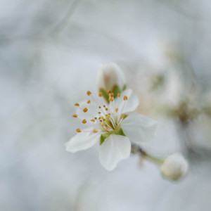 Spring blossom