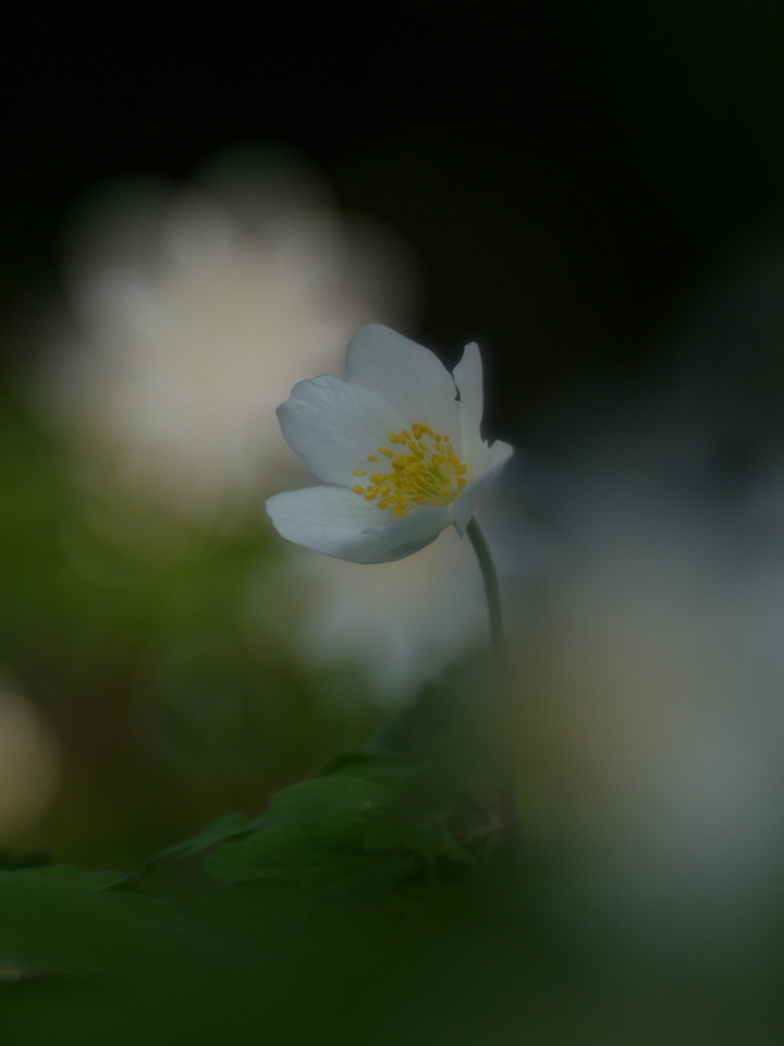 Forest flower