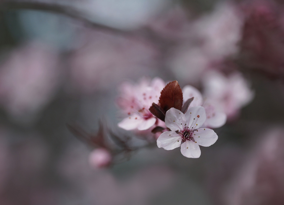 Spring blossom