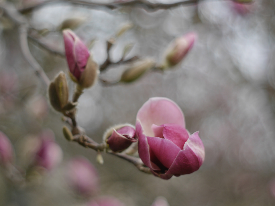 First magnolias