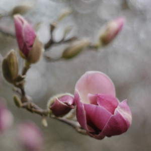 First magnolias