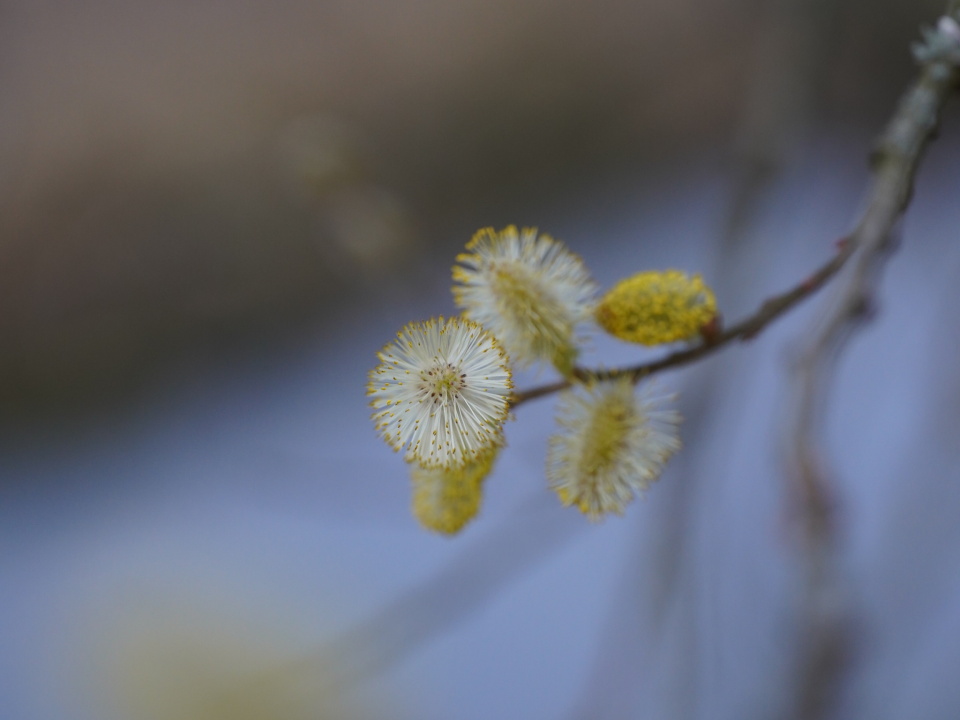 Catkins