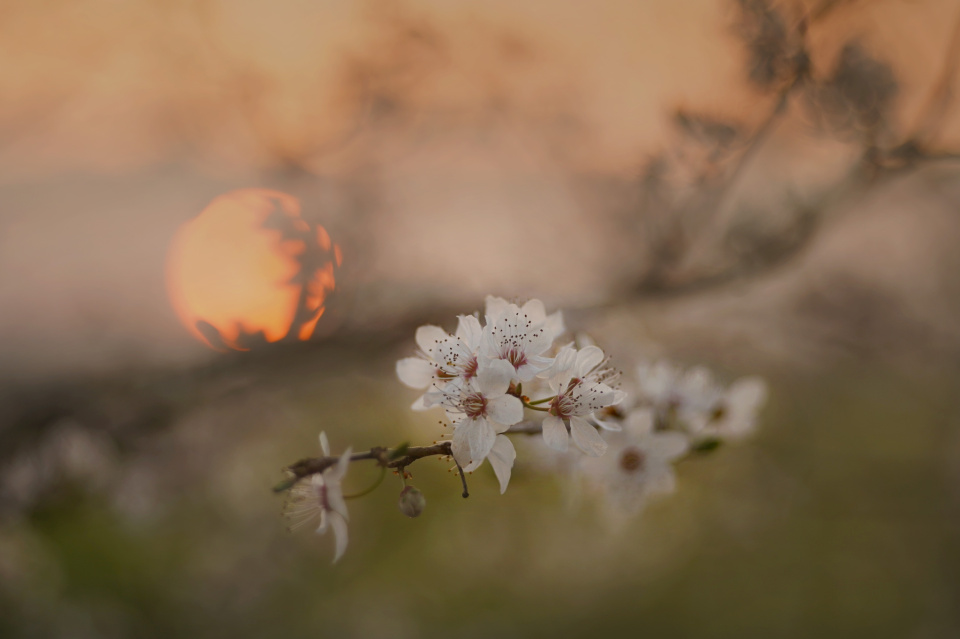 Spring sunset