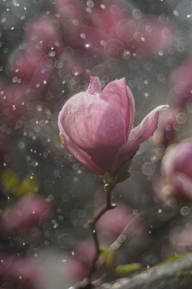 Pink magnolia