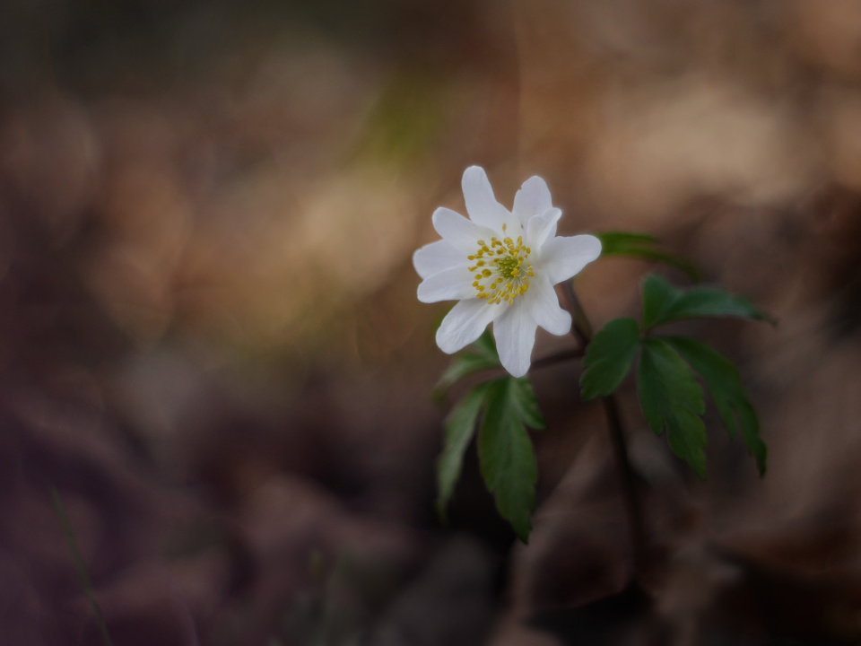 Forest spring flower