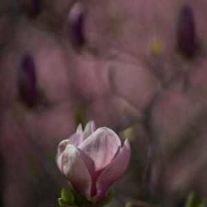 Pink magnolia