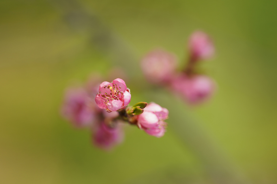 Tiny pink blossom