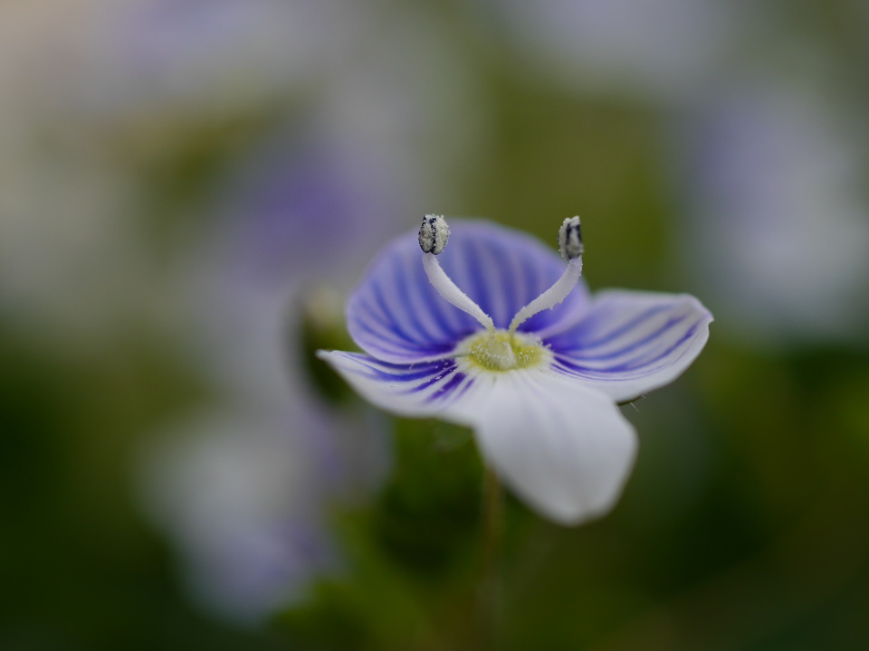 Spring flowers