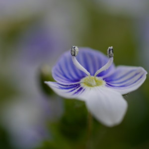 Spring flowers