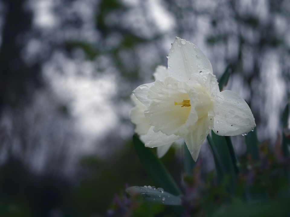 Rainy day