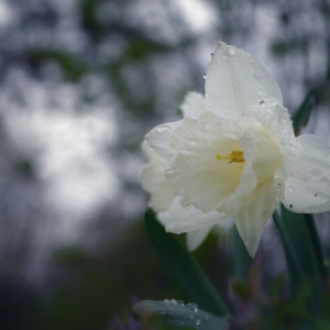 Rainy day