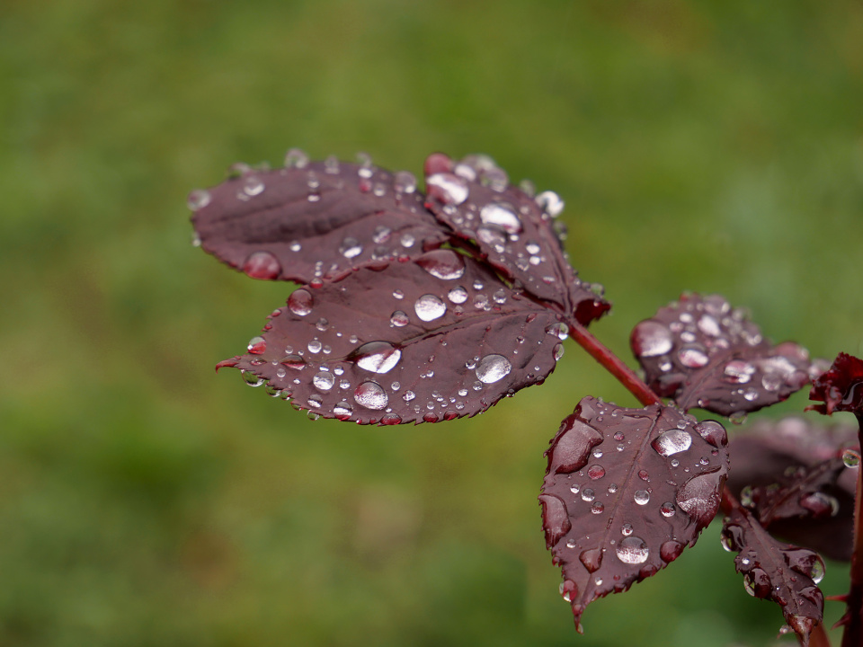 Wet day