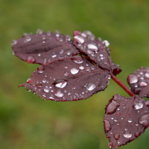 Wet day
