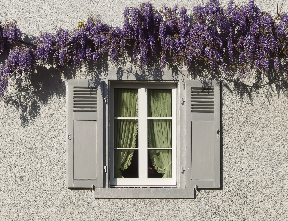 Wisteria time