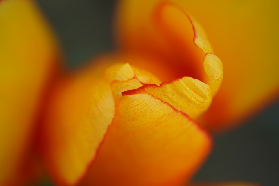 Tulip