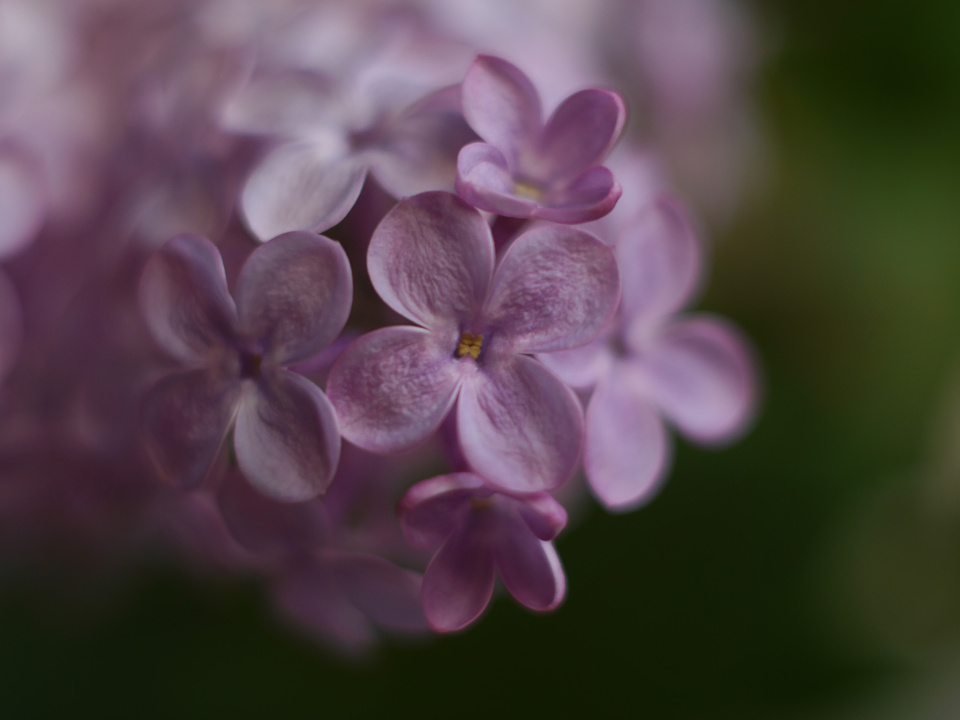 Sweet smell of spring