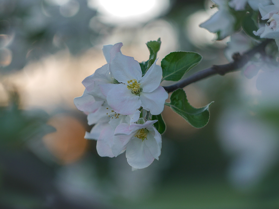 Evening light