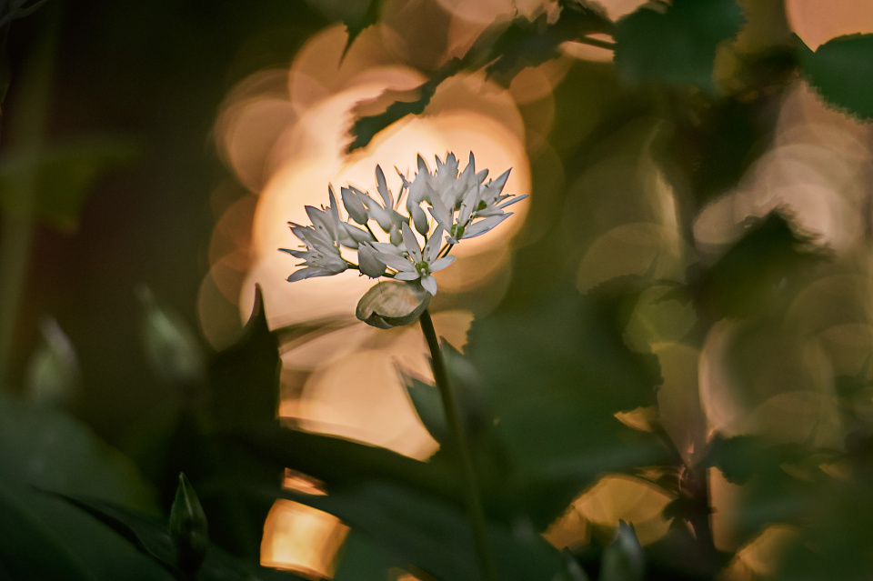 Wild garlic