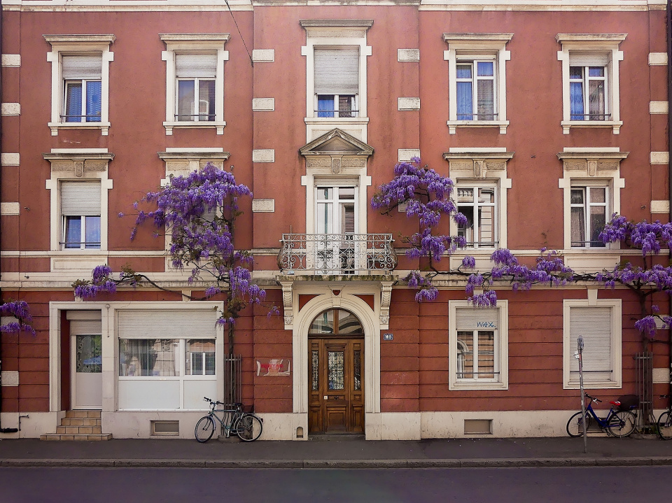 Wisteria in Basel