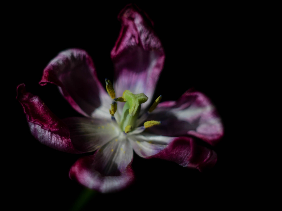 A wilting tulip