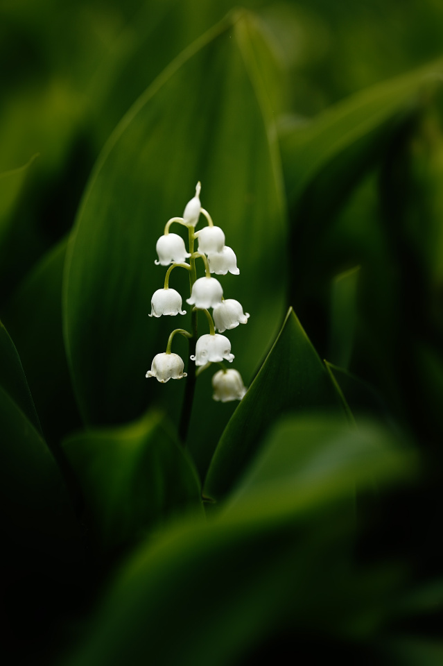 Lily of the valley