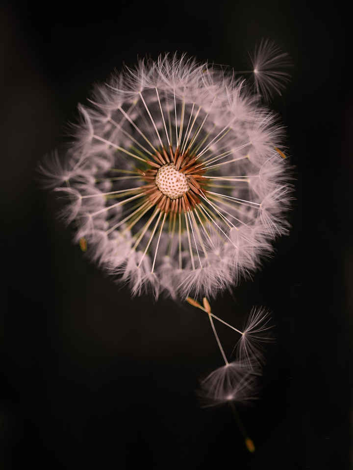 Dandelion season