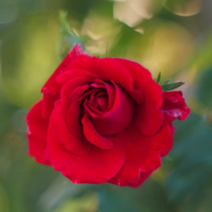 Garden rose