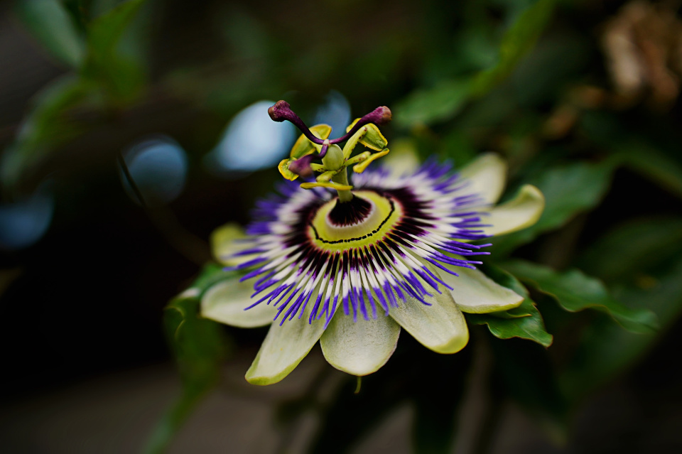 Amazing flower