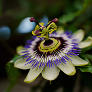 Amazing flower