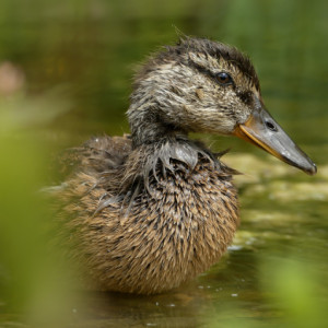 A wet duckling