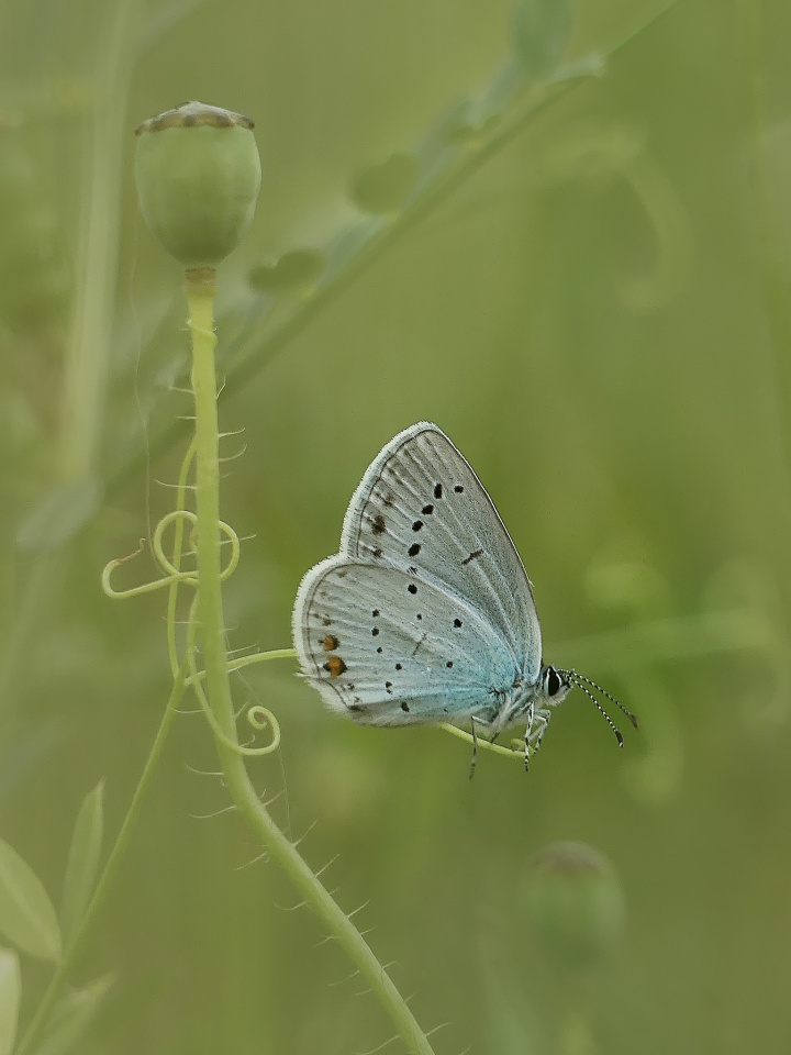 Common blue