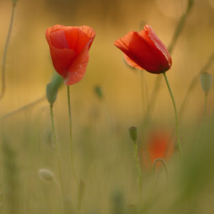 Dreamy poppy fields