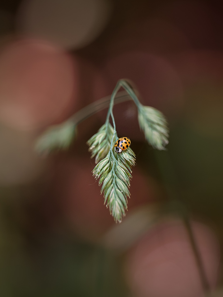 Ladybird