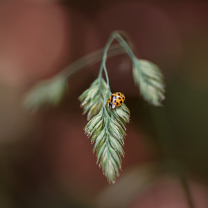 Ladybird