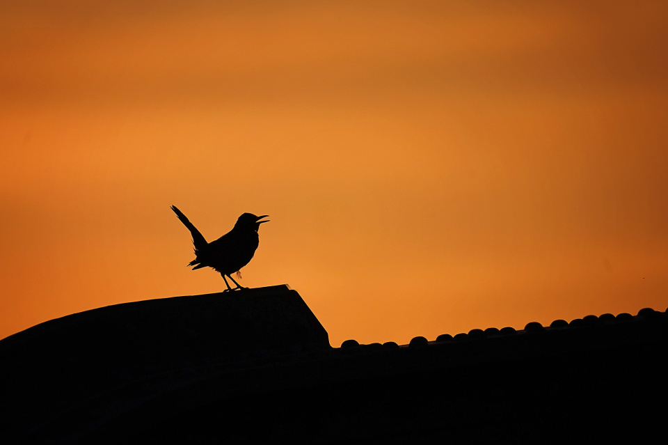 Singing at sunset