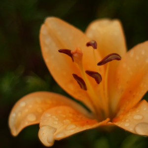 Rain :)