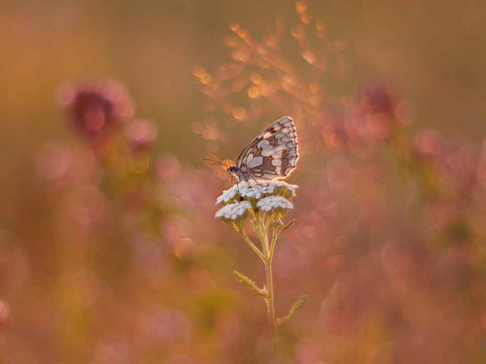 Marbled white again