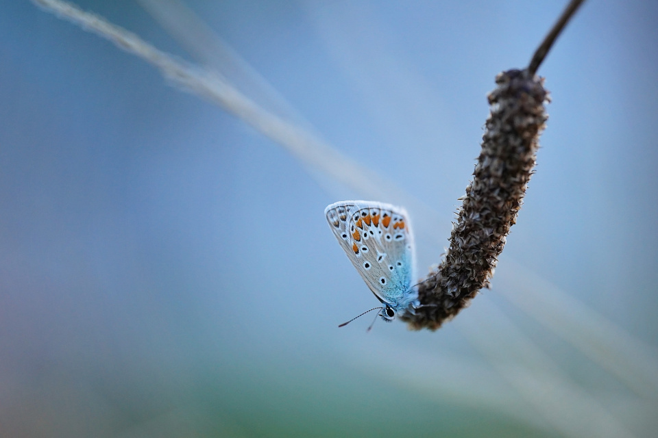Common blue