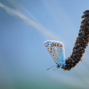 Common blue