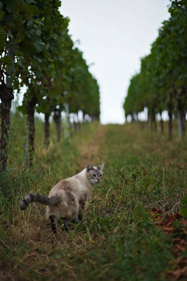 Up in the vineyards