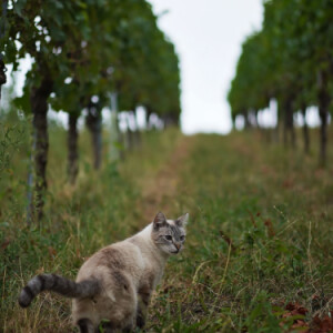 Up in the vineyards