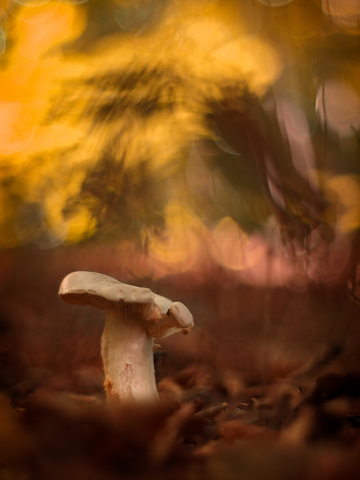 Autumn